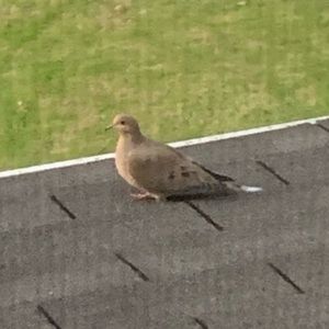 Meet your Posher, Peyton